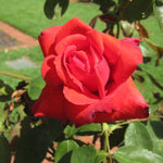 Dolly Parton Rose Bush