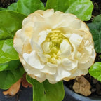 Grand Duke of Tuscany Arabian Jasmine Plant - 4 Inc Tall - Jasmine Live Plant - 3 Plants