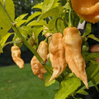 Peach Bhut Jolokia Ghost Chili Pepper Live Plants For Sale - Set 4 - World Hottest Pepper For Planting - Easy To Transplant - Well Rooted &amp; Healthy