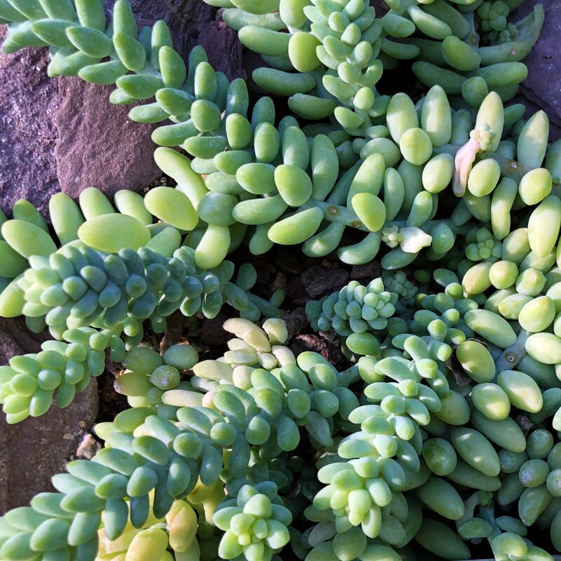 Sedum Burrito, Donkey's Tail Succulent Plant - 4 Inches Pot - Live Succulents Plant Indoor House Plant