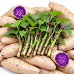 10 Okinawa Purple Sweet Potato Slips, Live Plant Cuttings