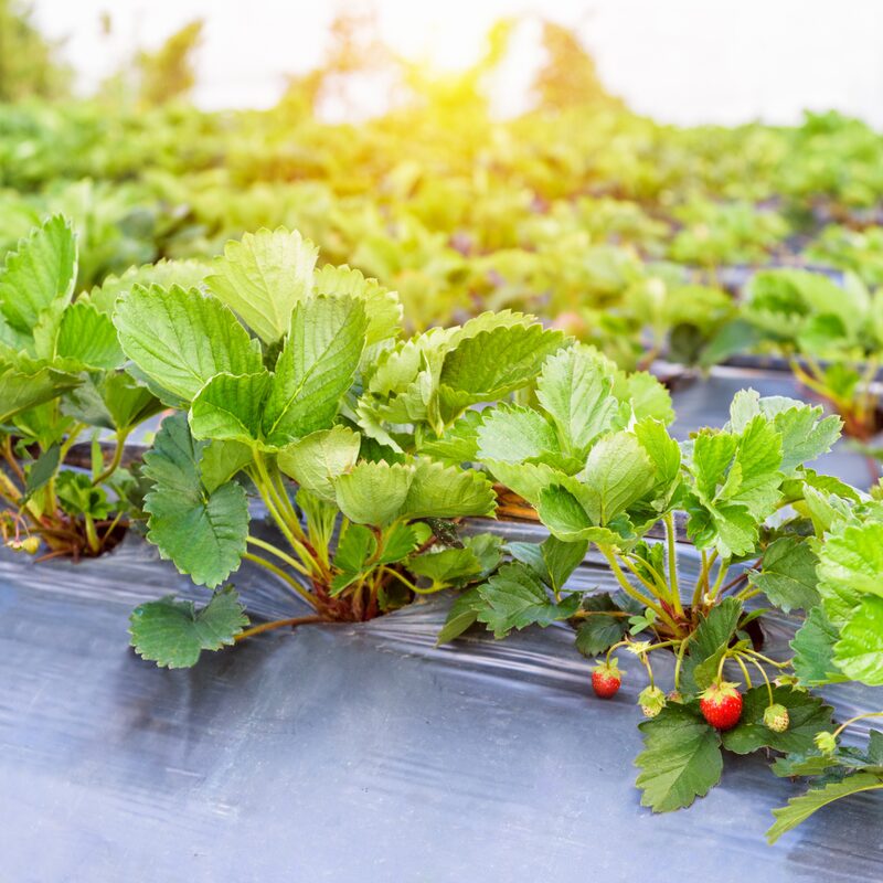Strawberry Plants- 250 Bareroots - Quinault Everbearing Strawberry