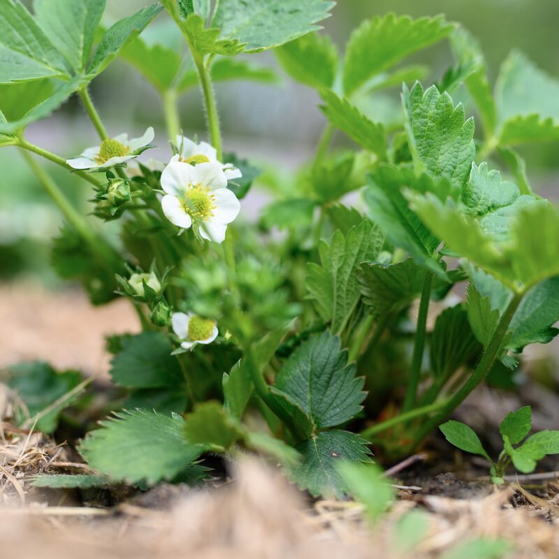 Strawberry Plants Bareroot - 250 Bareroots - Seascape Everbearing Strawberry