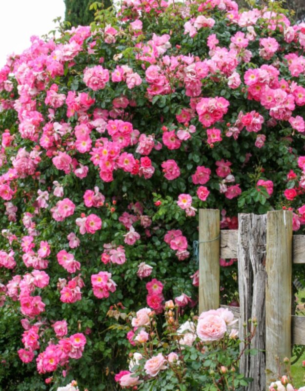 2 Blossom Time Rose Climbing