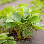 Strawberry Plants Bareroot - 100 Bareroots - Honeoye Strawberry