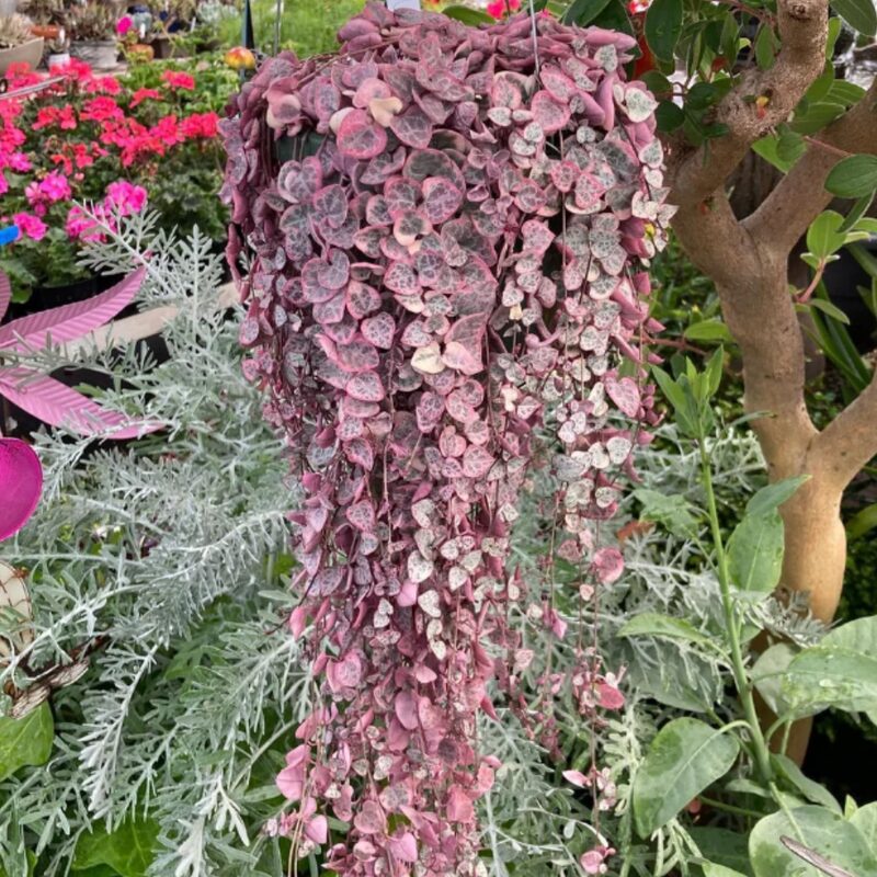 Variegated String Of Hearts Succulents Plants