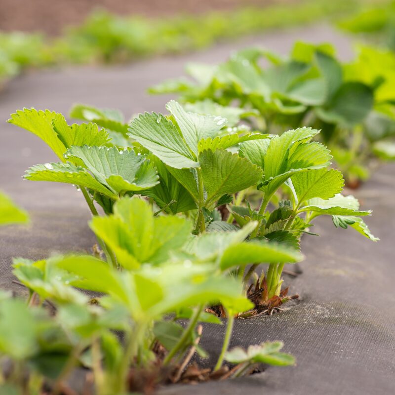 Strawberry Plants Bareroot - 100 Bareroots - Ozark Beauty Everbearing Strawberry