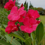 Pink Oleander Plant Live, 3 to 5 Inc Tall
