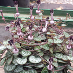 Ceropegia Woodii Silver Glory String Of Hearts Succulents Plants