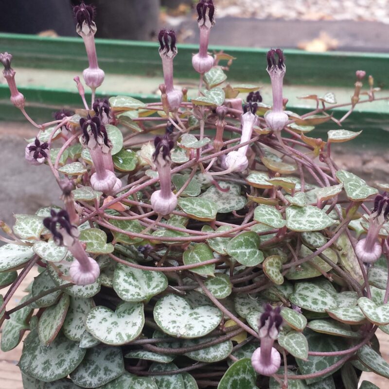 Ceropegia Woodii Silver Glory String Of Hearts Succulents Plants