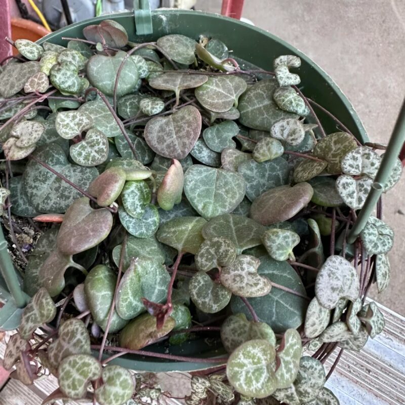 Ceropegia Woodii Silver Glory String Of Hearts Succulents Plants