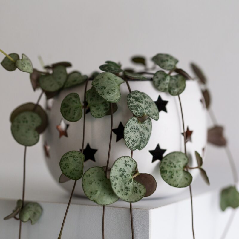Ceropegia Woodii Silver Glory String Of Hearts Succulents Plants