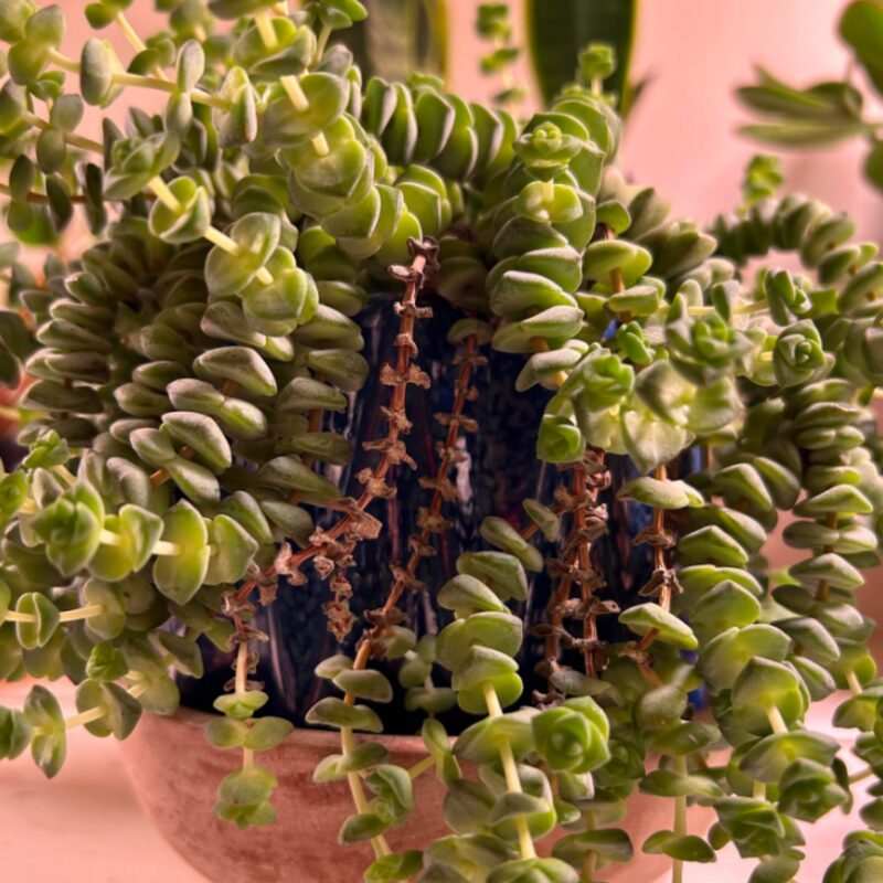 String Of Buttons Succulents Plants