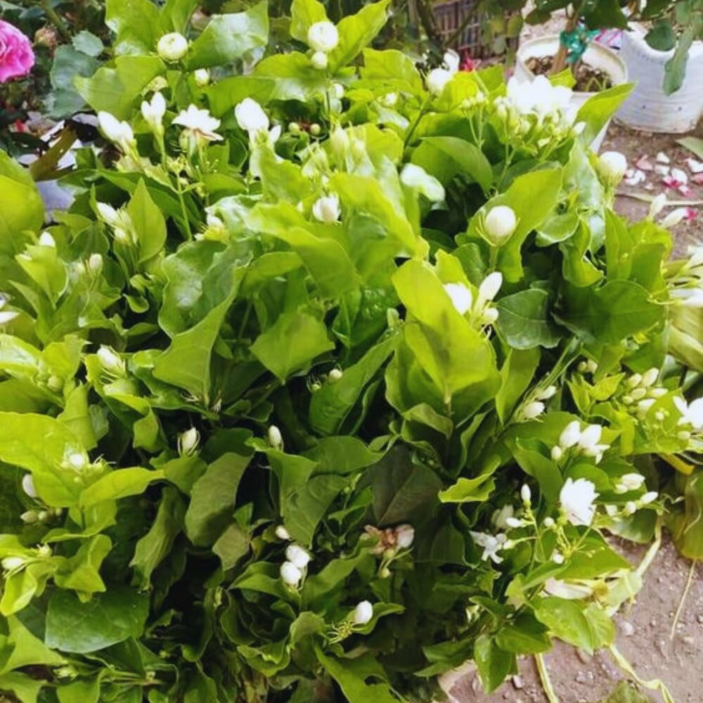 3 Maid of Orleans Sambac Jasmine Live Plants, Arabian Jasmine Plant Live, 4 to 6 Inc Tall, Tea Jasmine Fragrant Plant