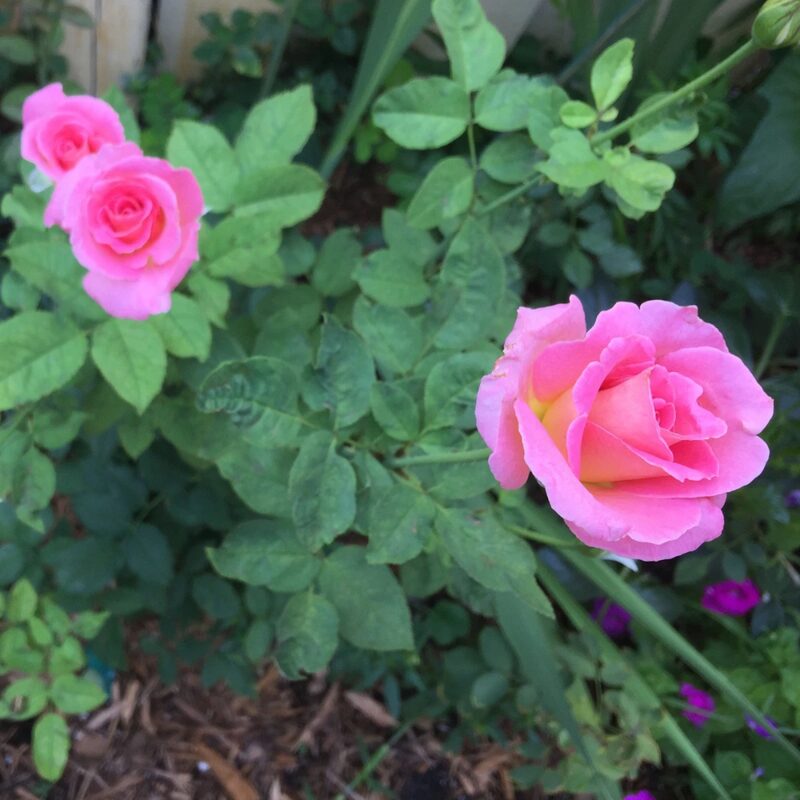 Pink Rose Plant Live