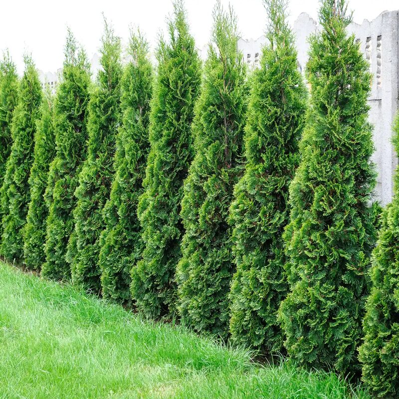 20 Leyland Cypress Trees Live Plants Hedge Privacy - Zone: 5-9