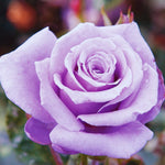 Silver Cloud Rose Plant Live