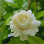 5 Grand Duke of Tuscany Arabian Jasmine Plants - 3 Inches to 5 Inches Long - Jasmine Vine Plants Live
