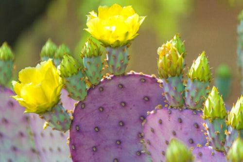 2 Purple Prickly Pear Cactus Cuttings, 5 to 7 Inches Tall, Live Prickly Pear Cactus Plants, Succulents Plants Live for Garden