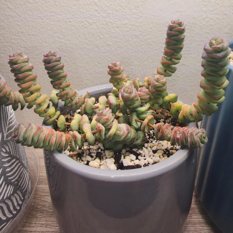 String Of Buttons Succulents Plants