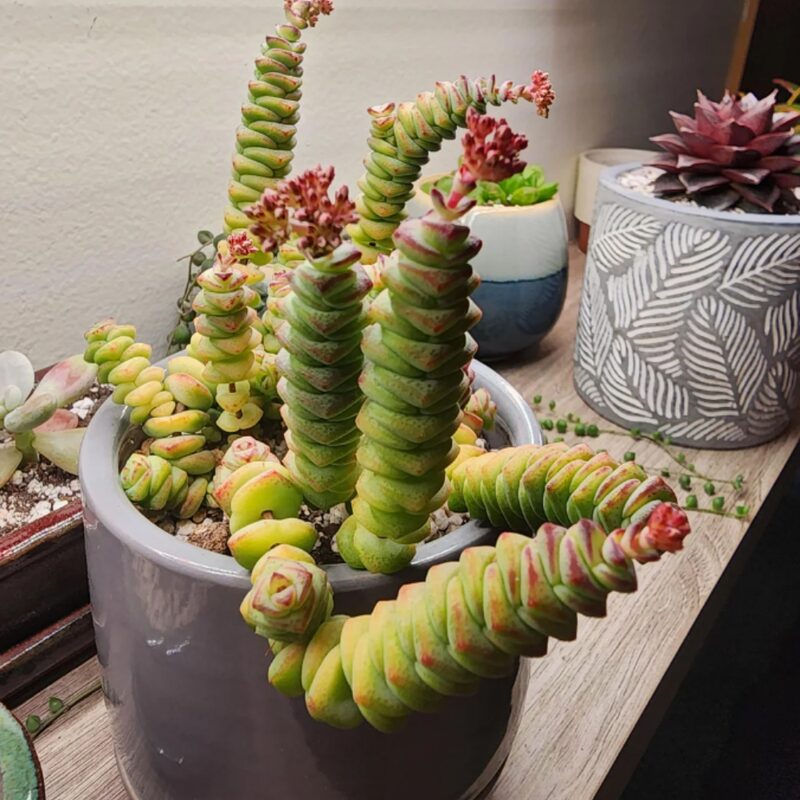 String Of Buttons Succulents Plants