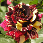 Abracadabra Rose Bush