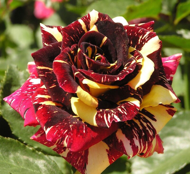 Abracadabra Rose Bush
