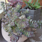 String Of Buttons Succulents Plants