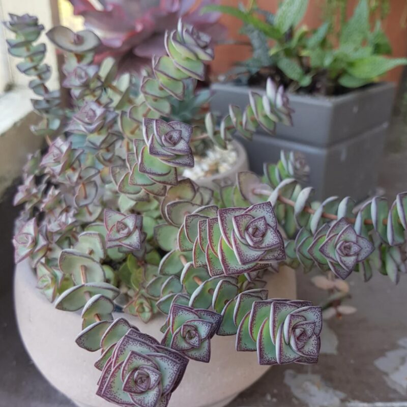 String Of Buttons Succulents Plants