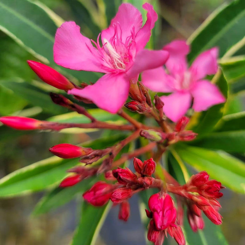 Pink Oleander Plant Live, 3 to 5 Inc Tall