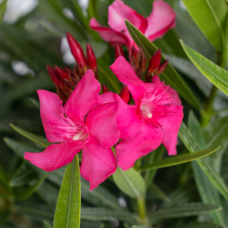 Pink Oleander Plant Live, 3 to 5 Inc Tall