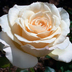 French Lace Rose Plant Live