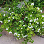 4 Maid of Orleans Sambac Jasmine Live Plants, Arabian Jasmine Plant Live, 4 to 6 Inc Tall, Tea Jasmine Fragrant Plant