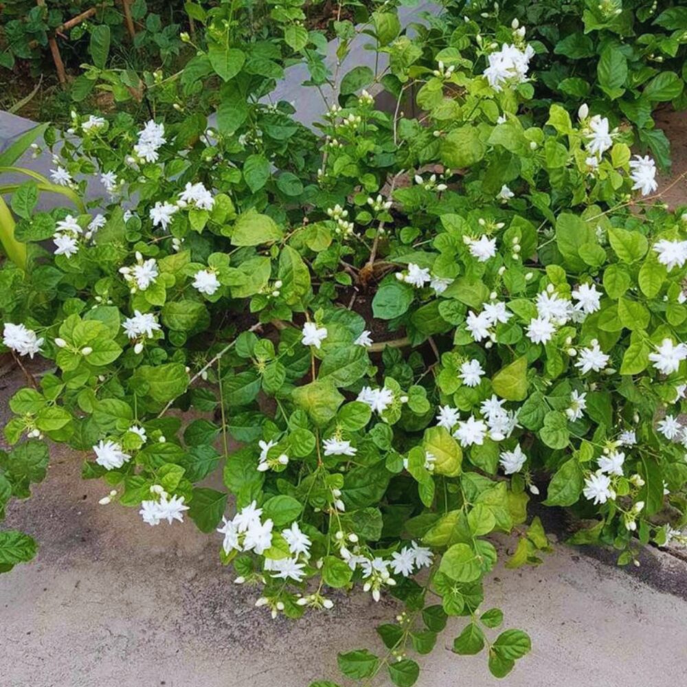 4 Maid of Orleans Sambac Jasmine Live Plants, Arabian Jasmine Plant Live, 4 to 6 Inc Tall, Tea Jasmine Fragrant Plant