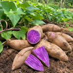 10 Okinawa Purple Sweet Potato Slips, Live Plant Cuttings