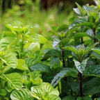 Apple Mint Plants Live - 5 to 7 Inch Tall- Fresh Heirloom Mint Plant - Culinary Herb - Indoors Outdoors - Spring/Fall Planting