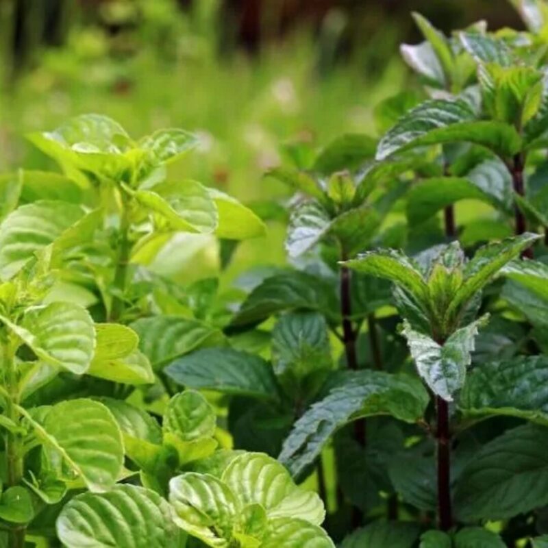 Apple Mint Plants Live - 5 to 7 Inch Tall- Fresh Heirloom Mint Plant - Culinary Herb - Indoors Outdoors - Spring/Fall Planting