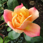 Sutters Gold Rose Bush