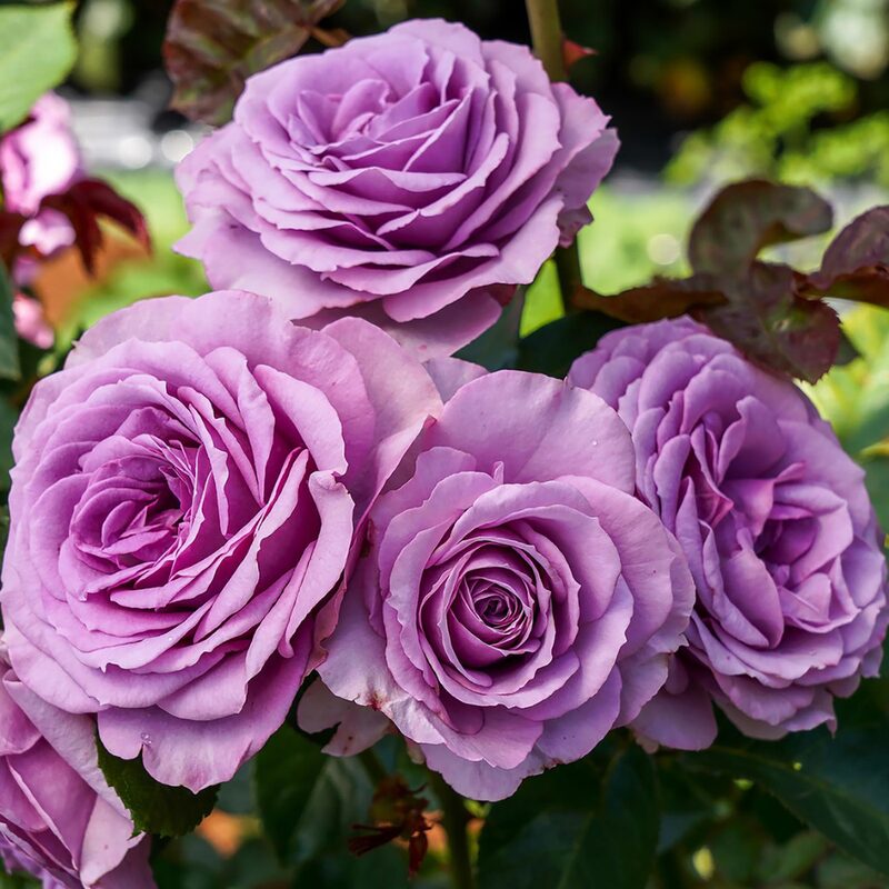 Silver Cloud Rose Bush
