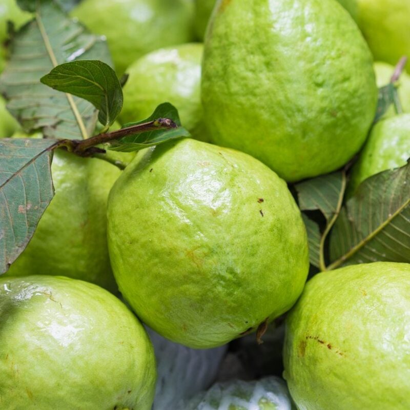 Kilo White Guava Tree Live Plant