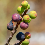 Set 2 Chicago Hardy Fig Trees 4-8 Inch Tall