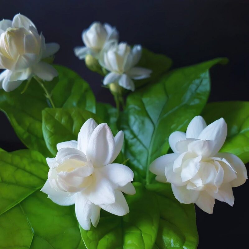 5 Grand Duke of Tuscany Arabian Jasmine Plants - 3 Inches to 5 Inches Long - Jasmine Vine Plants Live