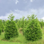 Thuja Green Giant Arborvitae Trees Live Plants - 2.5" Pot - 6-12" Tall