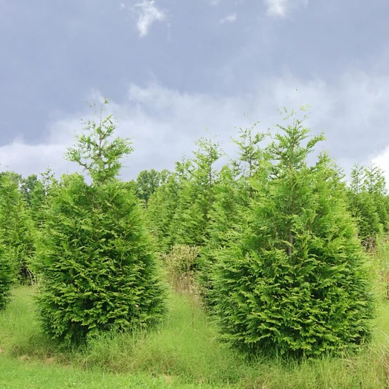 Thuja Green Giant Arborvitae Trees Live Plants - 2.5" Pot - 6-12" Tall