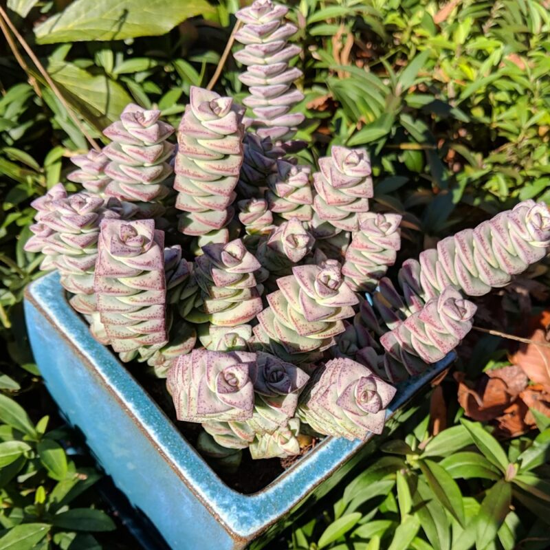 Variegated String Of Buttons Succulents Plants