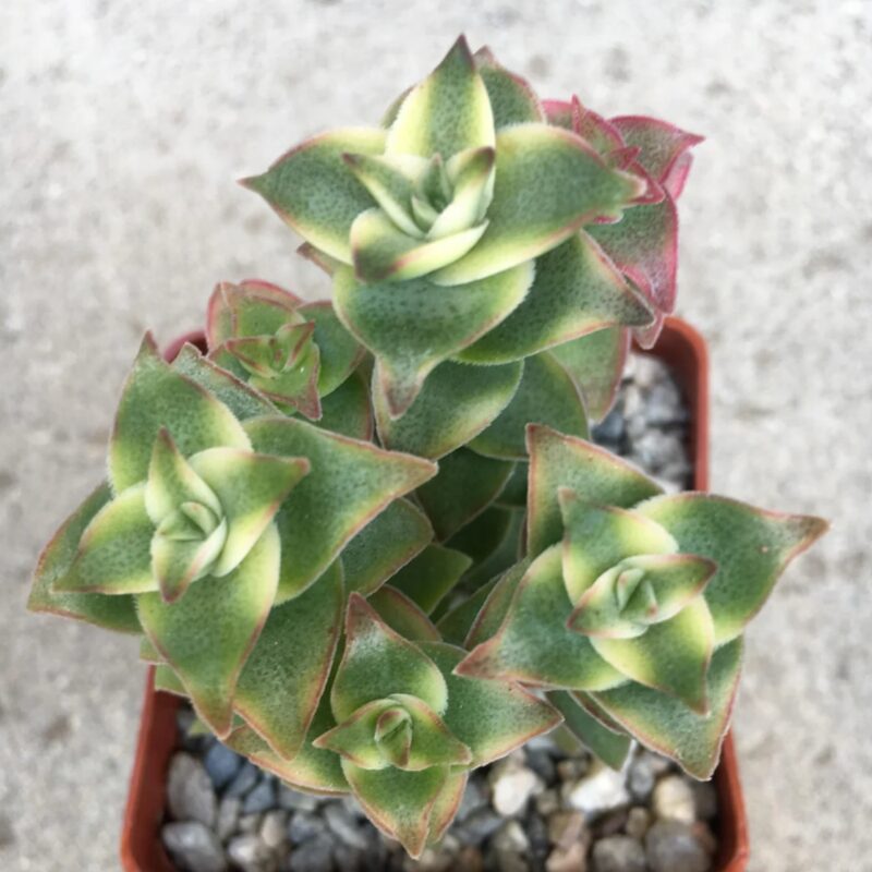 Variegated String Of Buttons Succulents Plants