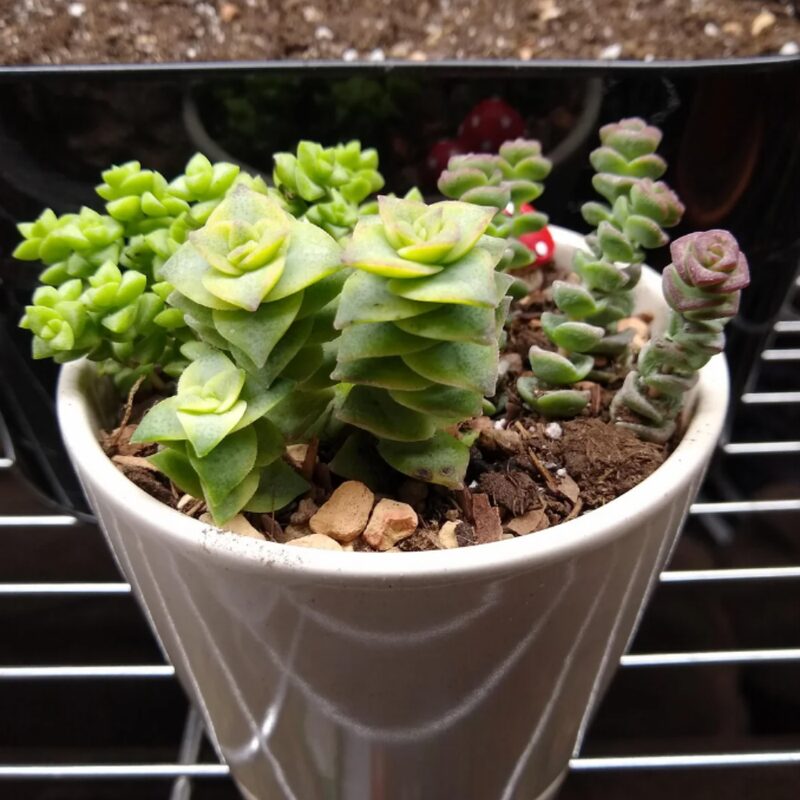 Variegated String Of Buttons Succulents Plants