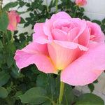 Pink Rose Plant Live