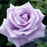 Silver Cloud Rose Bush