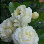 2 Grand Duke of Tuscany Arabian Jasmine Plant Live - Live Jasmine Plants from 4 to 6 Inches Tall